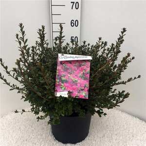 Rhododendron (AJ) 'Amoena' BLAUW 40-50 cm cont. 10L - afbeelding 3