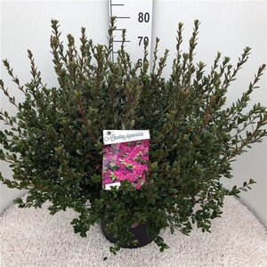 Rhododendron (AJ) 'Amoena' BLAUW 50-60 cm cont. 20L - afbeelding 2
