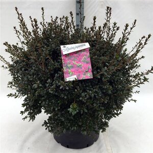 Rhododendron (AJ) 'Amoena' BLAUW 60-80 cm cont. 40L