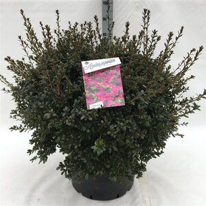 Rhododendron (AJ) 'Amoena' BLAUW 60-80 cm cont. 40L - afbeelding 5
