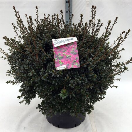 Rhododendron (AJ) 'Amoena' BLAUW 60-80 cm cont. 40L - afbeelding 6