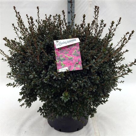 Rhododendron (AJ) 'Amoena' BLAUW 60-80 cm cont. 40L - image 1