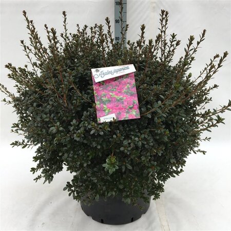 Rhododendron (AJ) 'Amoena' BLAUW 60-80 cm cont. 40L - image 2