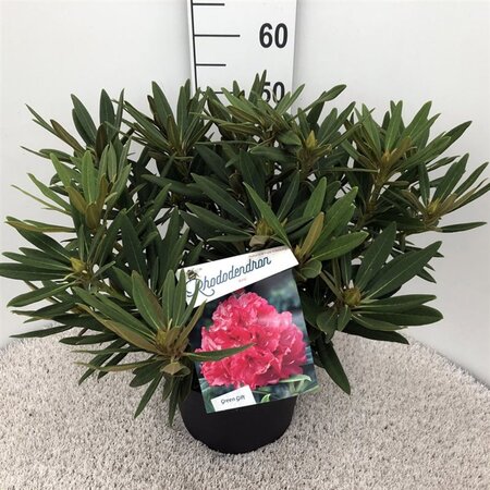 Rhododendron 'Ana' ROZE 40-50 cm cont. 10L - afbeelding 1