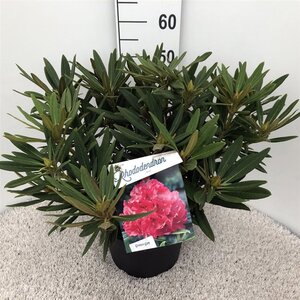 Rhododendron 'Ana' ROZE 40-50 cm cont. 10L