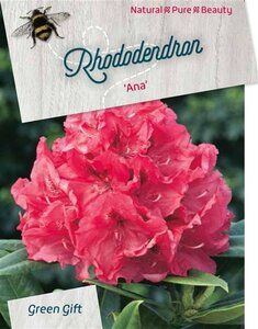 Rhododendron 'Ana' ROZE 40-50 cm cont. 10L - afbeelding 2