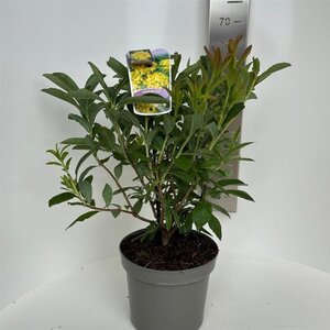 Rhododendron knaphill 'Anneke' GEEL 30-40 cm cont. 5,0L - afbeelding 3