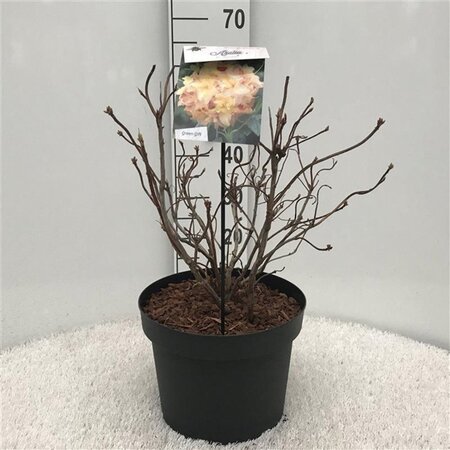 Rhododendron knaphill 'Anneke' GEEL 40-50 cm cont. 10L - afbeelding 1