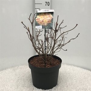 Rhododendron knaphill 'Anneke' GEEL 40-50 cm cont. 10L - afbeelding 3