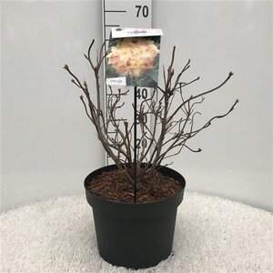 Rhododendron knaphill 'Anneke' GEEL 50-60 cm cont. 10L