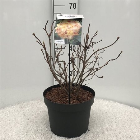 Rhododendron knaphill 'Anneke' GEEL 50-60 cm cont. 10L - afbeelding 3
