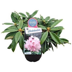 Rhododendron (Y) 'Arabella' 30 cm cont. 5,0L bol
