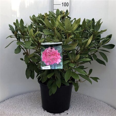 Rhododendron 'Anna Rose Whitney' 60-80 cm cont. 20L - afbeelding 2