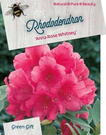 Rhododendron 'Anna Rose Whitney' ROZE 60-80 cm cont. 20L - afbeelding 2