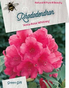 Rhododendron 'Anna Rose Whitney' 80-100 cm cont. 40L - afbeelding 2