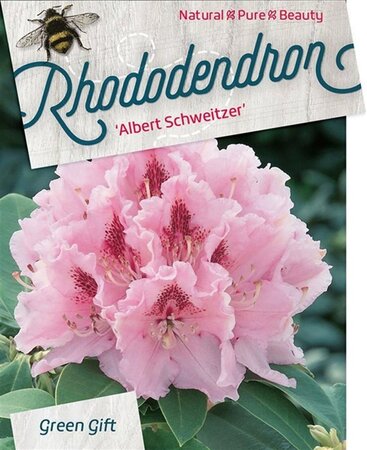 Rhododendron 'Albert Schweitzer' ROZE 60-80 cm cont. 20L - afbeelding 1