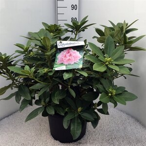 Rhododendron 'Albert SchweitzerZALMROZE 60-80 cm cont. 20L - afbeelding 2