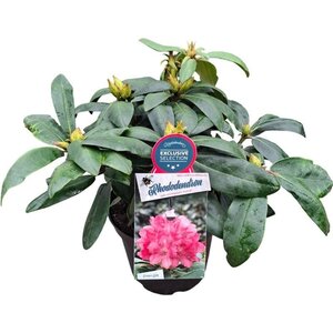 Rhododendron (Y) 'Astrid' 30 cm cont. 5,0L bol