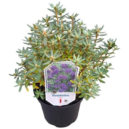 Rhododendron 'Azurika' PAARS 25-30 cm cont. 3,0L