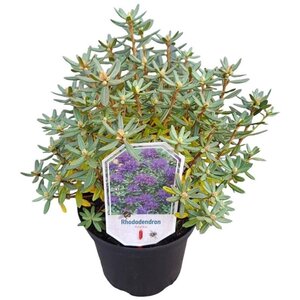Rhododendron 'Azurika' PAARS 25-30 cm cont. 3,0L