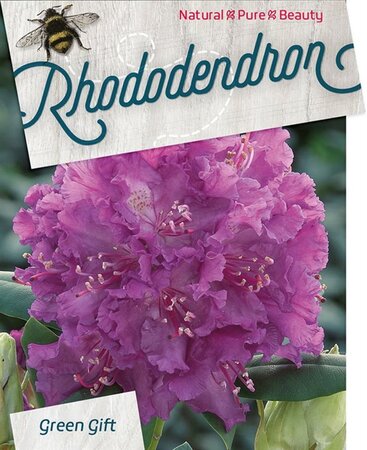 Rhododendron 'Azurro' 50-60 cm cont. 10L - afbeelding 2
