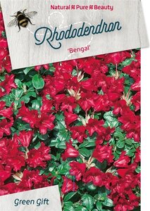 Rhododendron (F) 'Bengal' dwerg ROOD 40-50 cm cont. 20L
