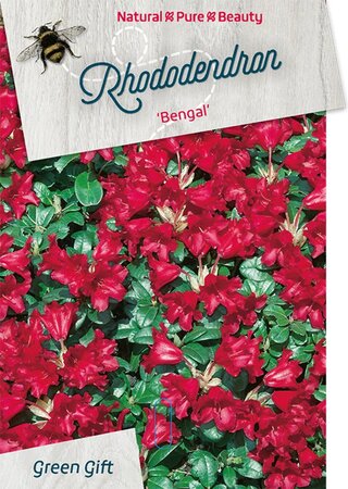 Rhododendron (F) 'Bengal' dwerg ROOD 40-50 cm cont. 20L - afbeelding 2