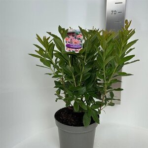 Rhododendron (AK) 'Berryrose' 30-40 cm cont. 5,0L
