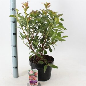 Rhododendron (AK) 'Berryrose' 30-40 cm cont. 5,0L - afbeelding 2