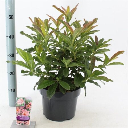 Rhododendron (AK) 'Berryrose' 30-40 cm cont. 5,0L - afbeelding 3