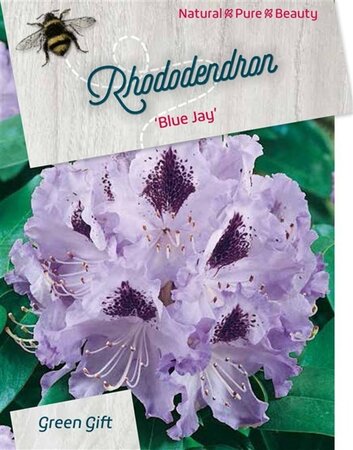 Rhododendron 'Blue Jay' PAARS 40-50 cm cont. 10L