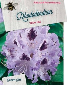 Rhododendron 'Blue Jay' PAARS 40-50 cm cont. 10L