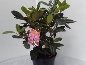 Rhododendron (Y) 'Blurettia' 30-40 cm cont. 5,0L