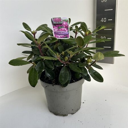 Rhododendron (Y) 'Blurettia' 30-40 cm cont. 5,0L - afbeelding 2