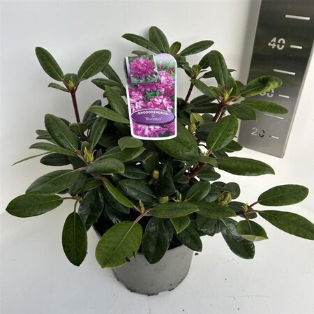 Rhododendron (Y) 'Blurettia' 30-40 cm cont. 5,0L - afbeelding 3