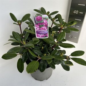 Rhododendron (Y) 'Blurettia' 30-40 cm cont. 5,0L - afbeelding 3