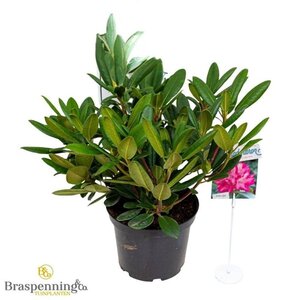 Rhododendron (Y) 'Blurettia' 30 cm cont. 5,0L bol