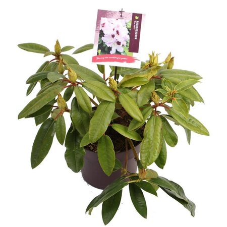 Rhododendron 'Blue Peter' 30-40 cm cont. 5,0L