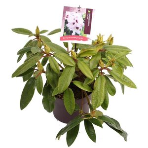 Rhododendron 'Blue Peter' 30-40 cm cont. 5,0L