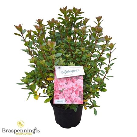 Rhododendron (AJ) 'Blaauw's Pink' ZALM 25-30 cm cont. 4,0L - afbeelding 2