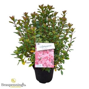 Rhododendron (AJ) 'Blaauw's Pink' ZALM 25-30 cm cont. 4,0L - afbeelding 2