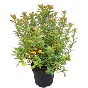 Rhododendron (AJ) 'Blaauw's Pink' ZALM 25-30 cm cont. 4,0L - afbeelding 3