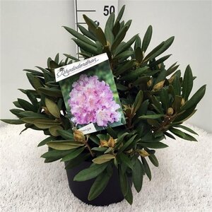 Rhododendron (Y) 'Caroline Allbrook' VIOLET 40-50 cm cont. 10L