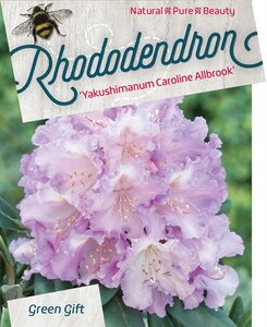 Rhododendron (Y) 'Caroline Allbrook' VIOLET 40-50 cm cont. 10L - afbeelding 3