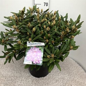 Rhododendron (Y) 'Caroline Allbrook' VIOLET 40-50 cm cont. 20L - afbeelding 3