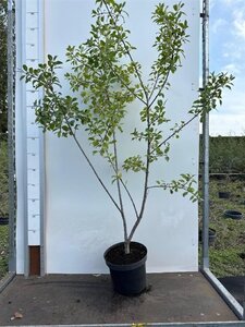 Rhamnus cathartica 100-125 cm cont. 7,5L