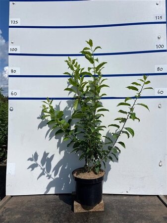 Rhamnus cathartica 100-125 cm cont. 7,5L - image 2