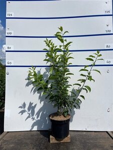 Rhamnus cathartica 100-125 cm cont. 7,5L - image 2