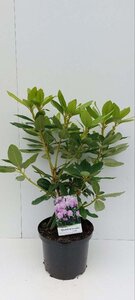 Rhododendron 'Catawb. Boursault' PAARS 30-40 cm cont. 5,0L - afbeelding 3