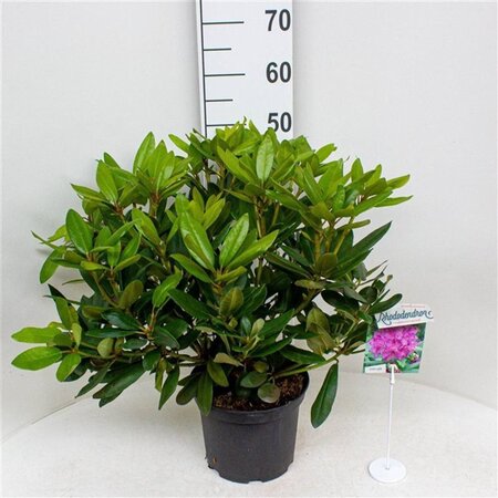 Rhododendron 'Catawb. Boursault' PAARS 30-40 cm cont. 5,0L - afbeelding 1